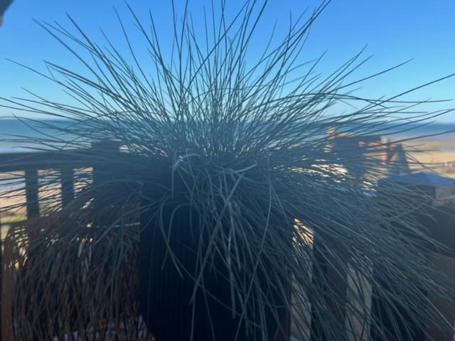 Appartamento Sur La Plage / Enjoy The Beach Cabourg Esterno foto